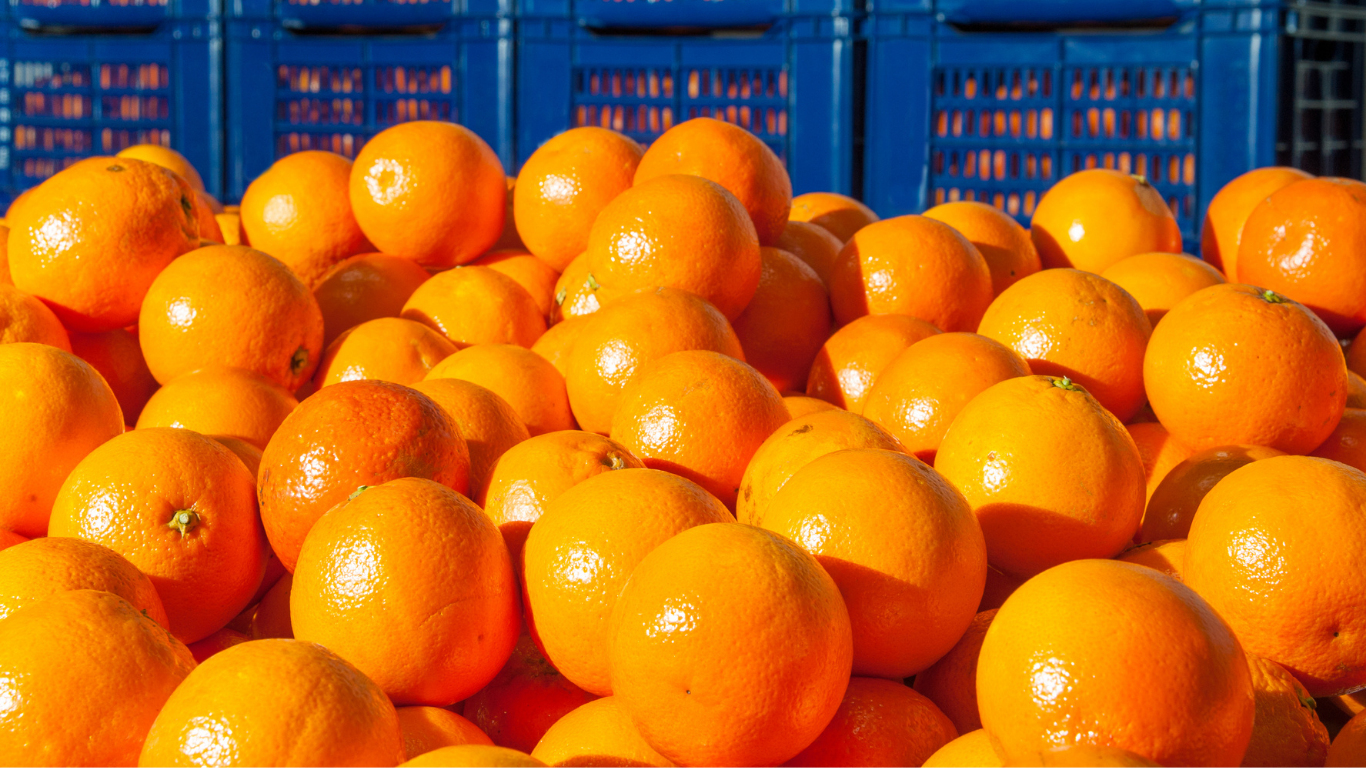 Orange Export